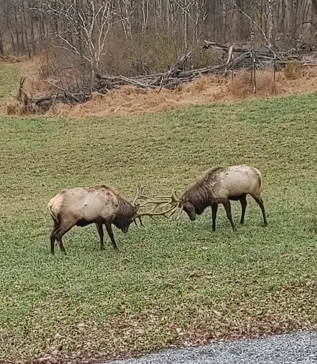 bull elk