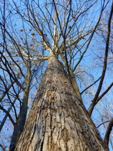 towering trees